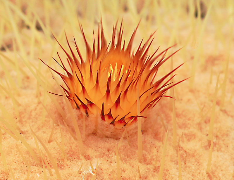 Echinocactus grusonii